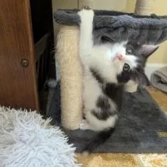Tetris