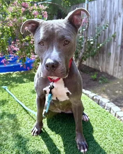 An adult medium-sized female Pit Bull Terrier dog named Milan for adoption in Washington, DC