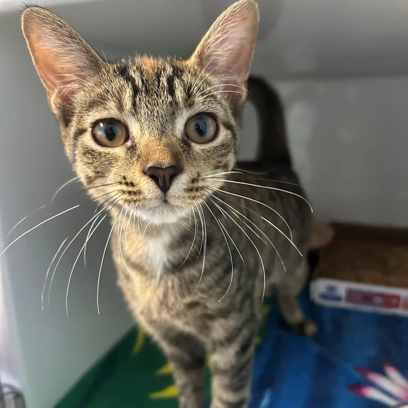 A young small-sized female Tabby (Brown / Chocolate) Domestic Short Hair cat named Dot for adoption in Margate, FL