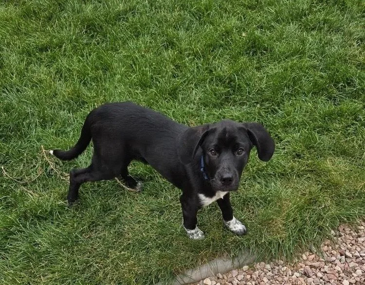 A baby medium-sized male Tricolor (Brown, Black, & White) Labrador Retriever dog named Oreo for adoption in Colorado Springs, CO