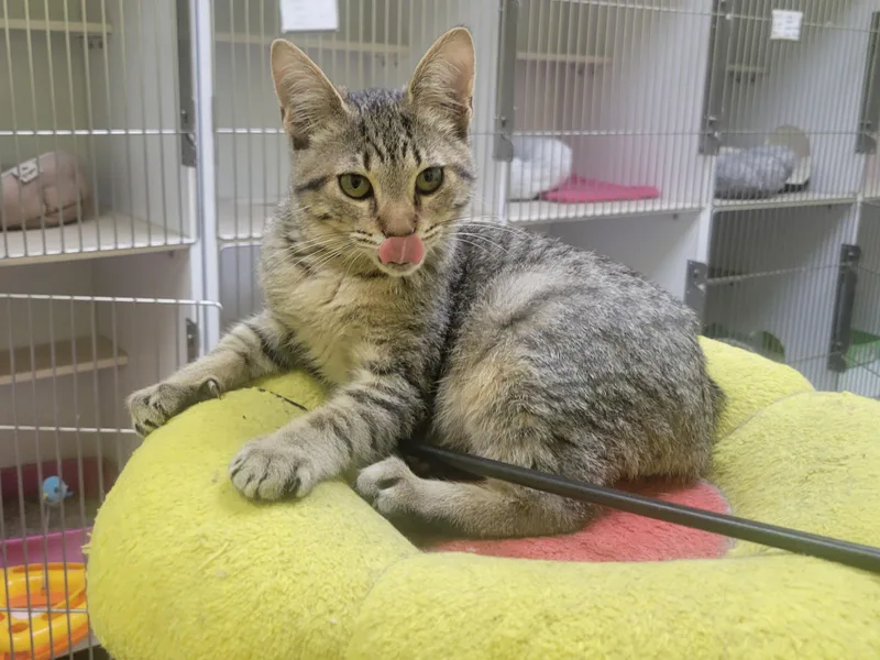 A baby small-sized male Tabby cat named Scamp for adoption in Memphis, TN