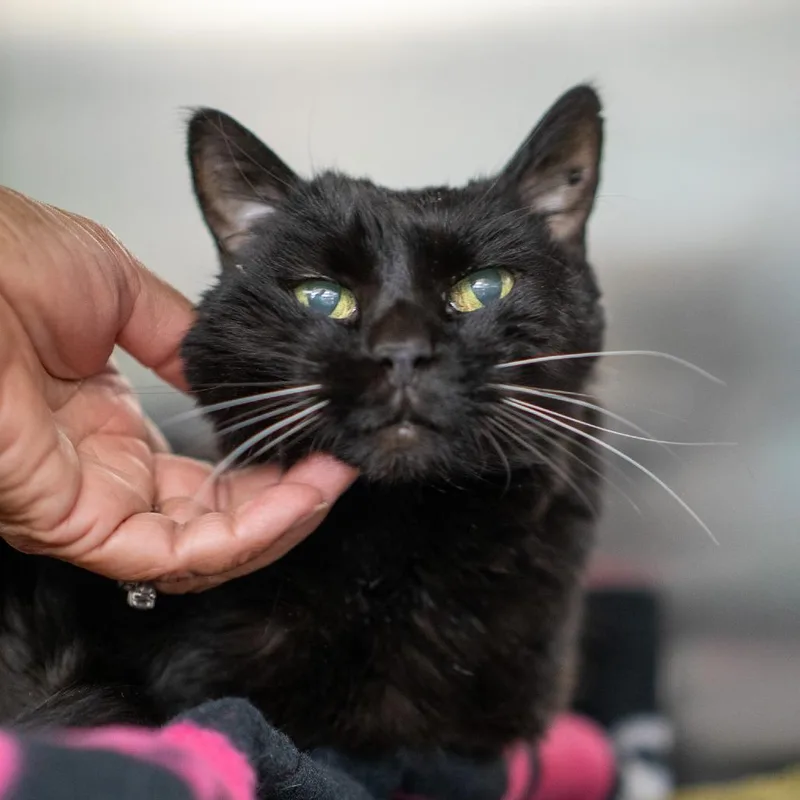 A senior medium-sized female Black Domestic Short Hair cat named Spooky for adoption in Albuquerque, NM