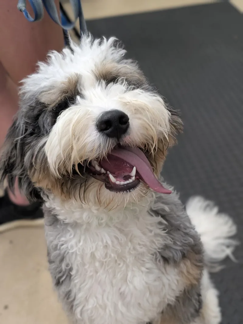 Charlie Puppy thumbnail 2