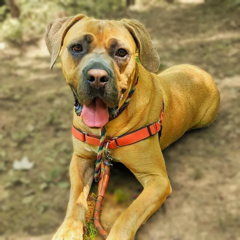 An adult large-sized female Mastiff dog named Queen for adoption in Aldie, VA