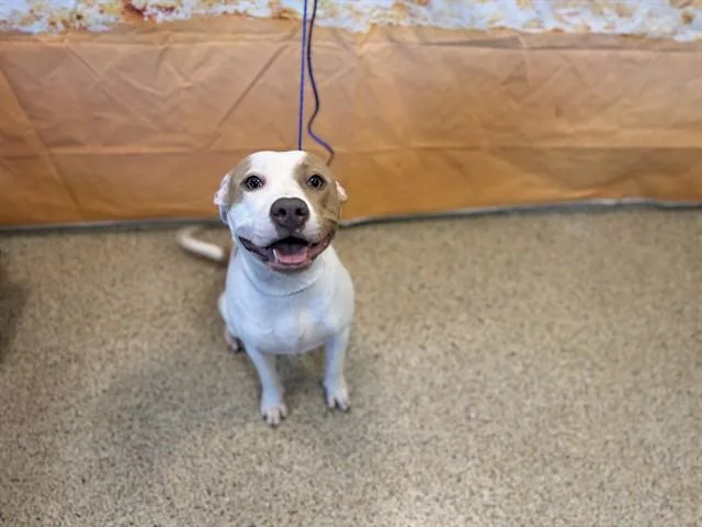 A young medium-sized female American Bulldog dog named Princesa for adoption in Miami, FL