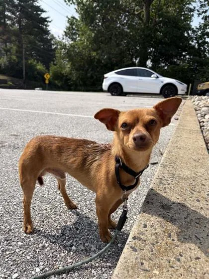 An adult small-sized male Chihuahua dog named Boris for adoption in West Chester, PA