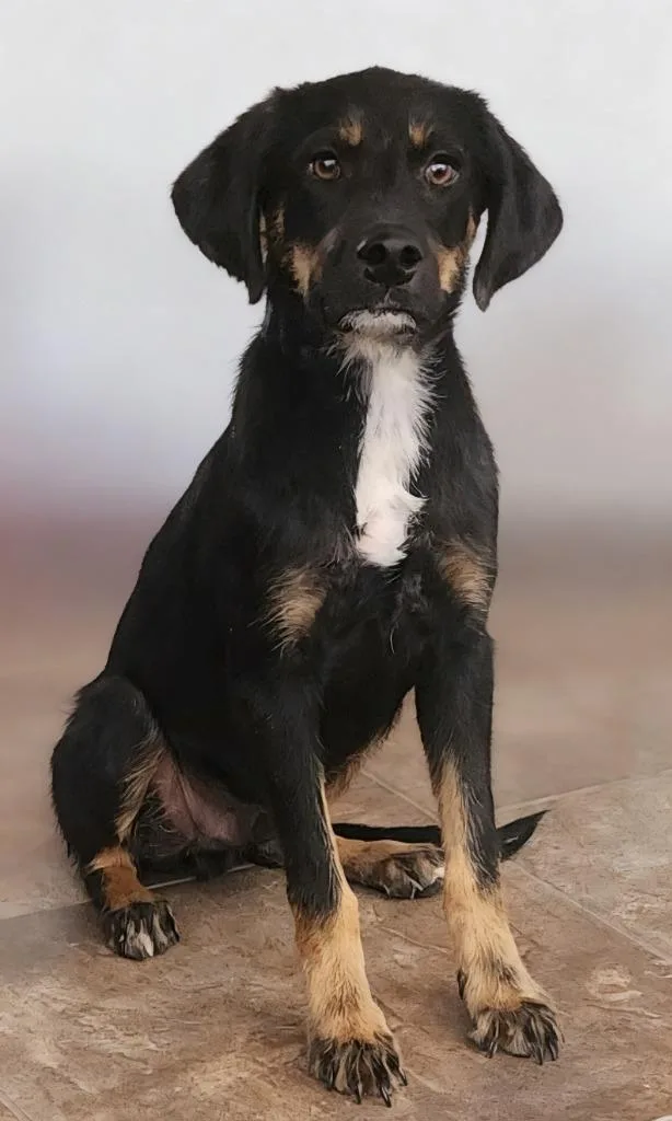 A baby medium-sized male Cattle Dog dog named Corvis for adoption in Cottonwood, AZ