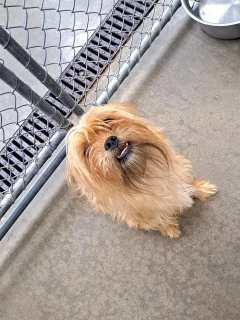 An adult small-sized male Shih Tzu dog named Jasper for adoption in Easton, MD