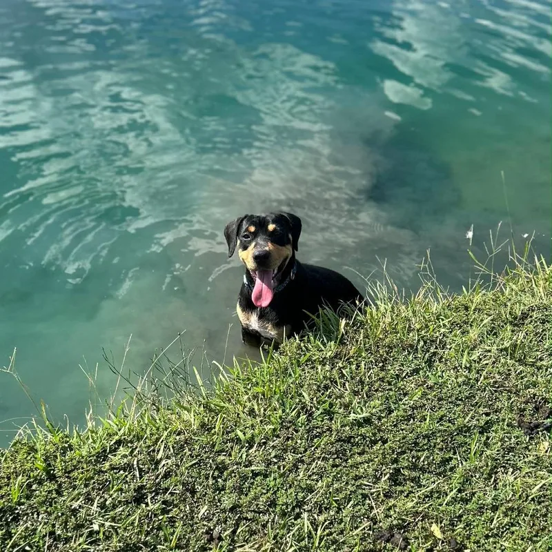 A young medium-sized female Black Beagle dog named Gemma for adoption in Natchez, MS