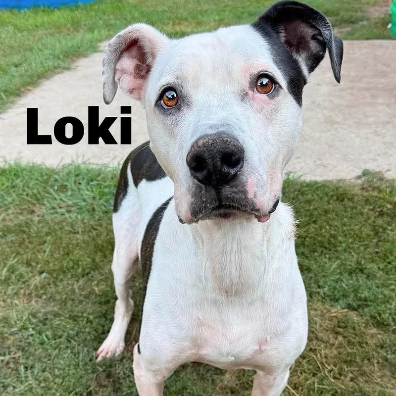 Loki