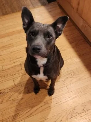 An adult large-sized female Pit Bull Terrier dog named Delores for adoption in Atlanta, GA