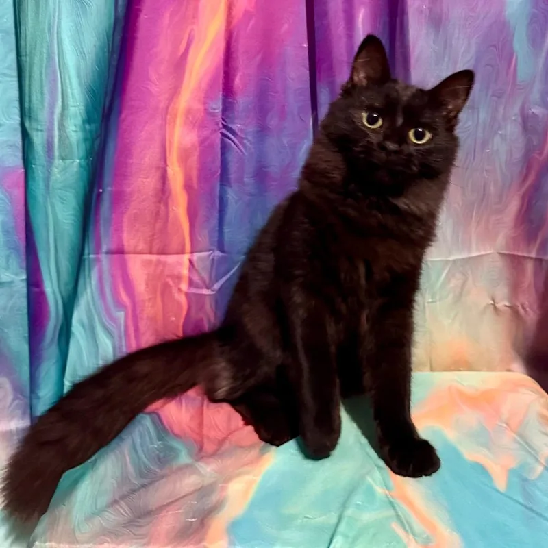 A young small-sized male Domestic Medium Hair cat named Barcelona for adoption in Woodstock, GA