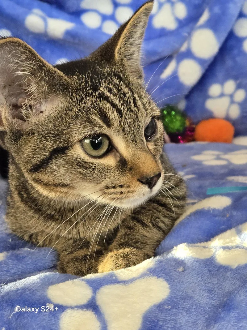 A young medium-sized female Domestic Short Hair cat named Vivian for adoption in Pompano Beach, FL