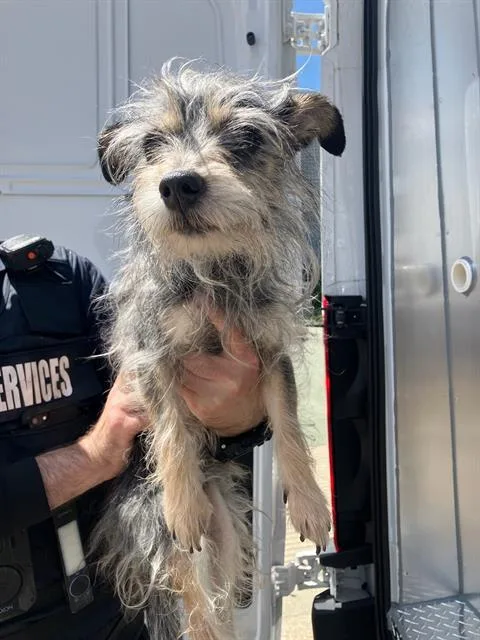 An adult small-sized male Mixed Breed dog named Maxie for adoption in Dallas, TX