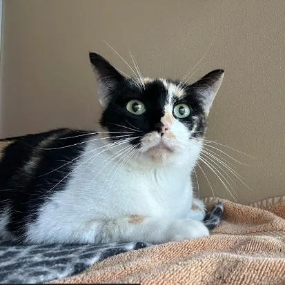 A young medium-sized female Black Domestic Short Hair cat named July for adoption in Leander, TX