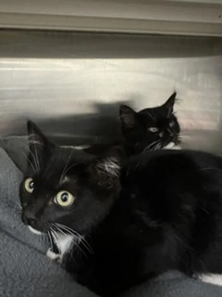 A baby small-sized male Domestic Short Hair cat named Buck for adoption in Santa Rosa, CA