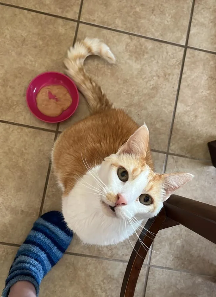 A senior large-sized male Orange & White Domestic Short Hair cat named Noodles for adoption in Virginia Beach, VA