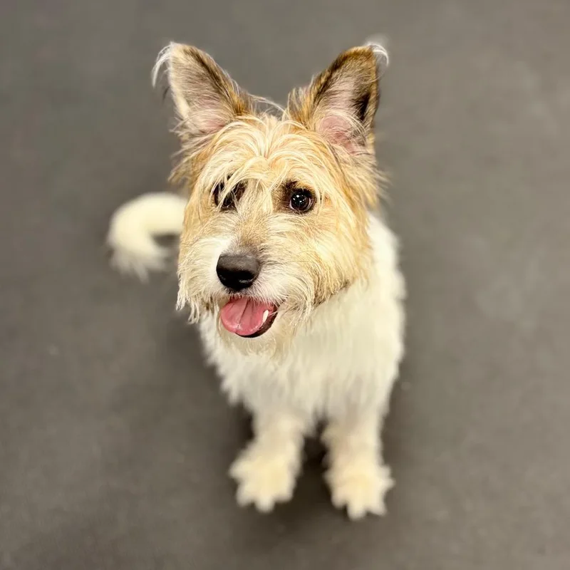 A young medium-sized female White / Cream Mixed Breed dog named Zoe for adoption in New York, NY
