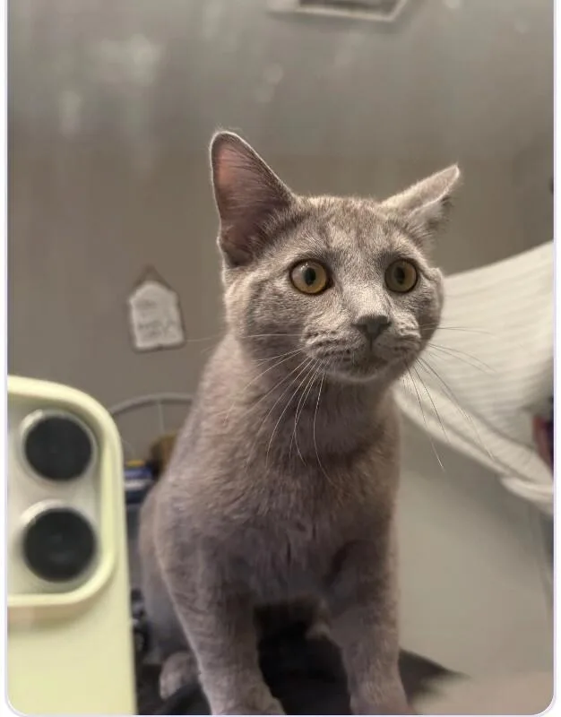An adult medium-sized male Gray / Blue / Silver Domestic Short Hair cat named Hamilton for adoption in Grand Rapids, MI