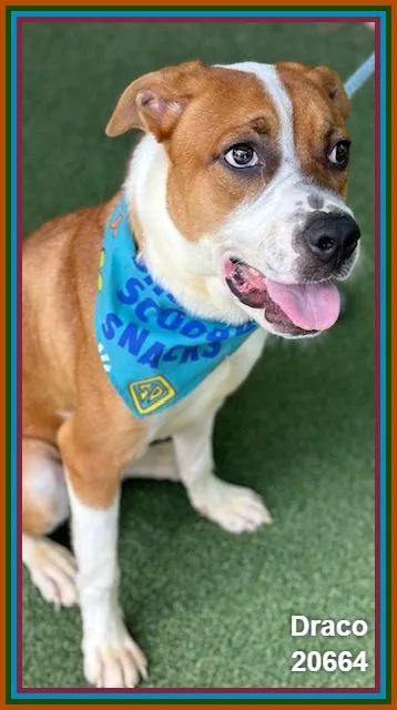 A young medium-sized male Brown / Chocolate Pit Bull Terrier dog named Draco for adoption in Marietta, GA