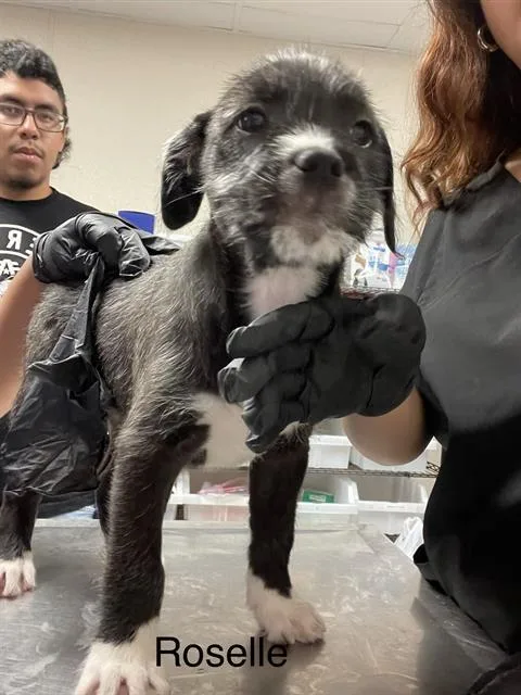 A baby small-sized female German Wirehaired Pointer dog named Roselle for adoption in Sugar Land, TX