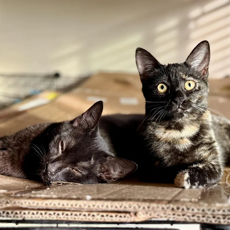 A young small-sized female Tortoiseshell Domestic Short Hair cat named Zoey for adoption in Los Angeles, CA