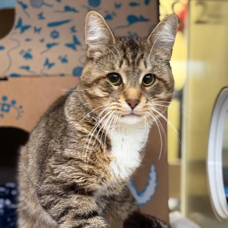 An adult medium-sized male Brown / Chocolate Domestic Short Hair cat named Brohelio for adoption in West Olive, MI