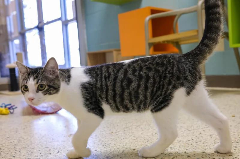 A young small-sized male Domestic Short Hair cat named Nugget for adoption in Harvey , LA