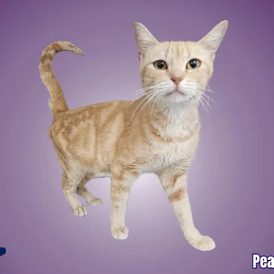 A young small-sized female Orange / Red Domestic Short Hair cat named Peaches for adoption in Austin, TX