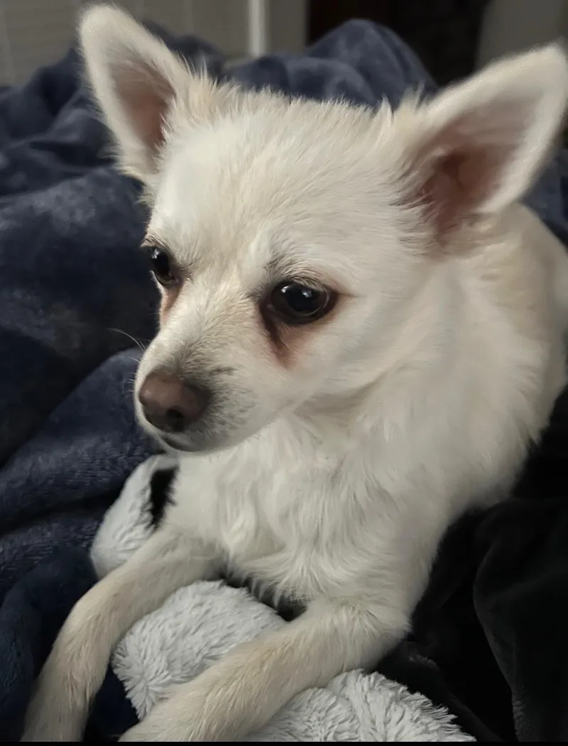 An adult small-sized female White / Cream Pomeranian dog named Yuki for adoption in Farmington, MN