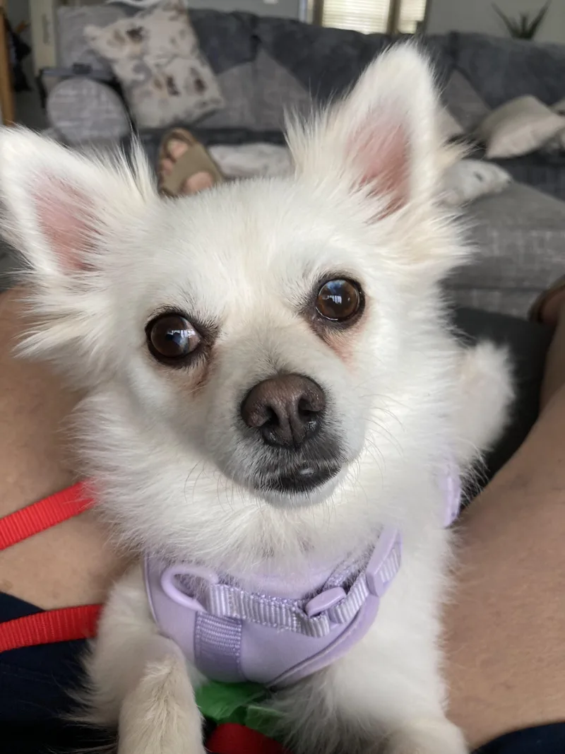 Yuki thumbnail 2