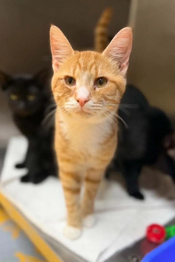 A baby medium-sized male Domestic Short Hair cat named Snotlout for adoption in Danielsville, GA