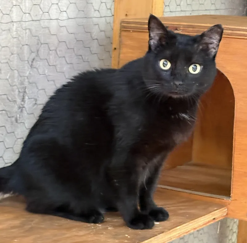 An adult small-sized female Black Domestic Short Hair cat named Emma for adoption in Beaufort, SC