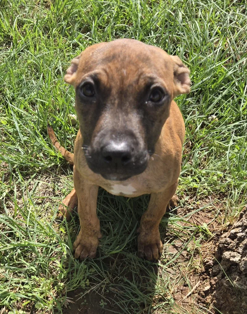 A baby medium-sized female Pit Bull Terrier dog named LollaLee Lou for adoption in Graham, TX