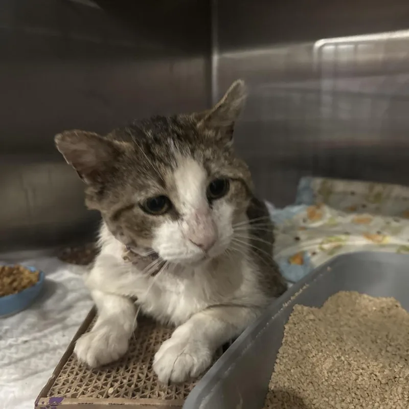 An adult large-sized male Gray / Blue / Silver Domestic Short Hair cat named Baby Head for adoption in Middle Village, NY