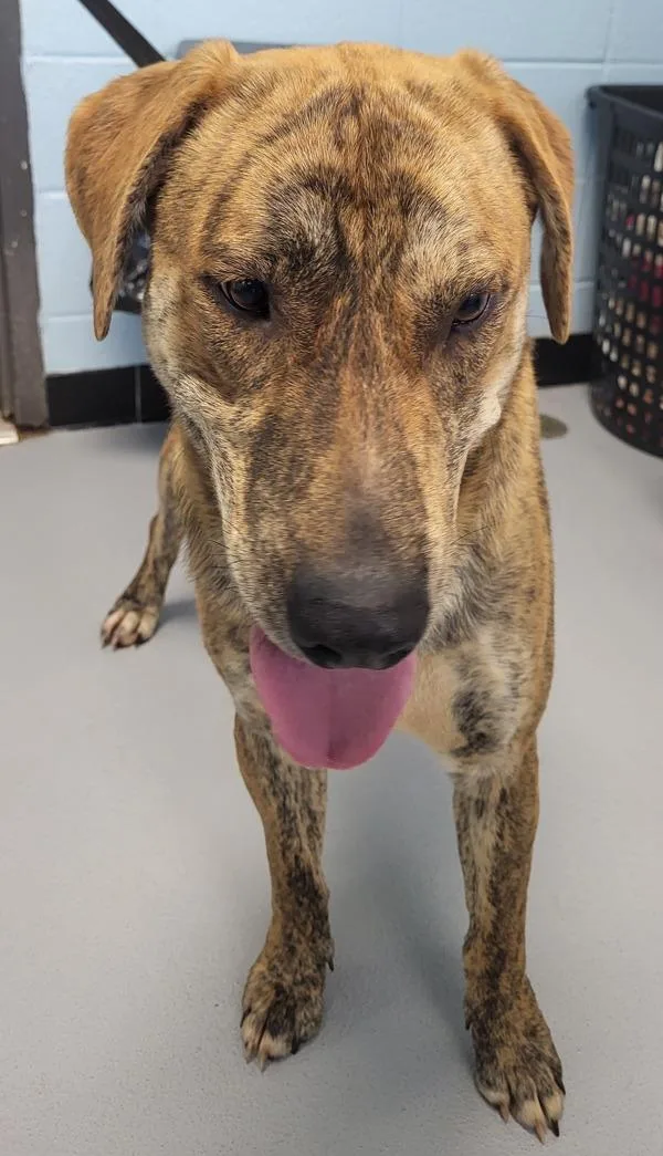 An adult large-sized male Labrador Retriever dog named Pen Indiana Bones for adoption in Lawrenceville, GA
