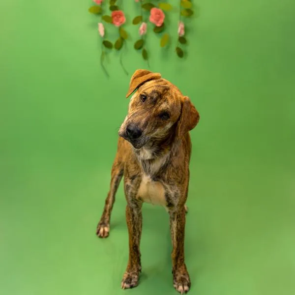 Pen  Indiana Bones thumbnail 2