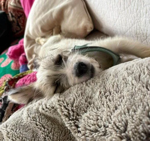 A baby small-sized male Wire Fox Terrier dog named Angelito for adoption in San Diego, CA