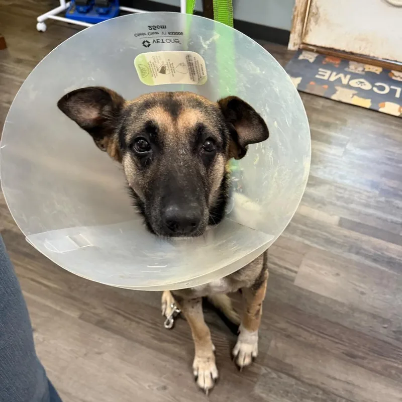 An adult medium-sized female Black German Shepherd Dog named Bailey for adoption in Sequatchie, TN