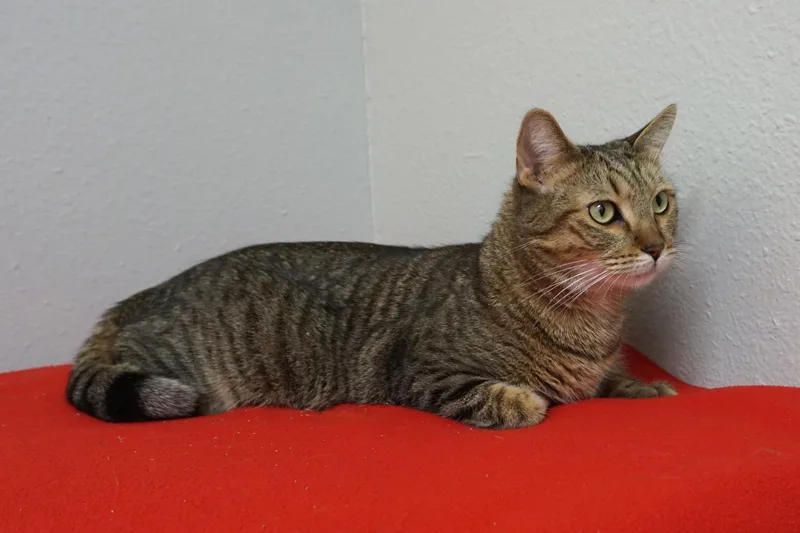 An adult medium-sized female Domestic Short Hair cat named Wanda for adoption in Fountain Hills, AZ