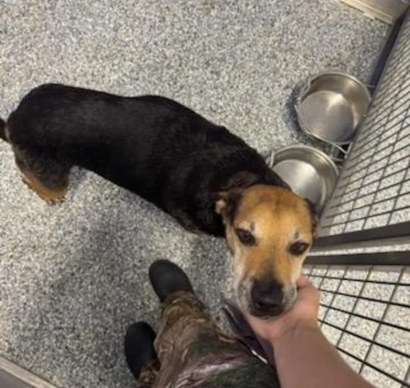 An adult medium-sized female Labrador Retriever dog named Susan Grimshaw for adoption in Angola, IN