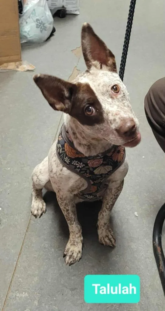 A young medium-sized female Australian Cattle Dog / Blue Heeler dog named Talulah for adoption in Richmond, IN