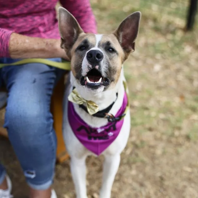 An adult medium-sized female Terrier dog named Flower for adoption in San Antonio, TX