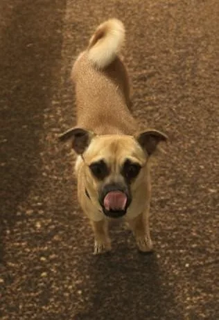 Penelope thumbnail 2