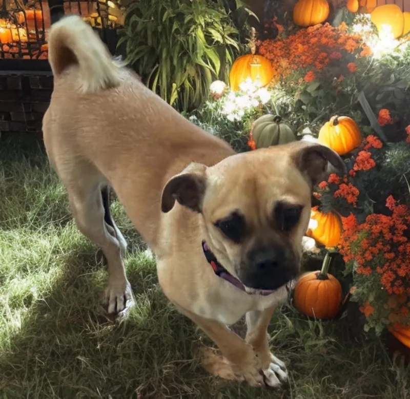 Penelope thumbnail 4