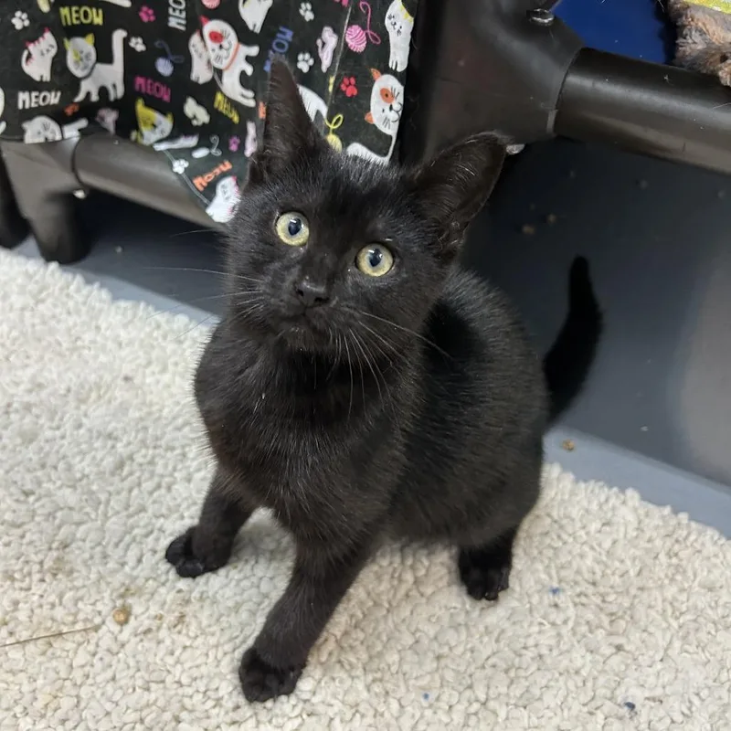A baby small-sized male Black Domestic Short Hair cat named Raditz for adoption in Enterprise, AL