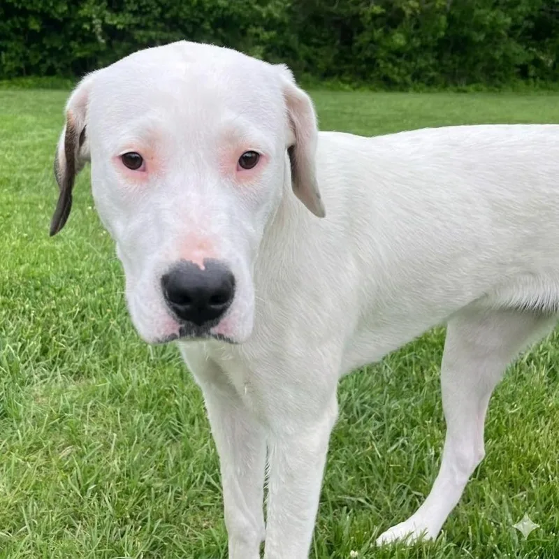 A young large-sized female White / Cream Pit Bull Terrier dog named Athena for adoption in South Elgin, IL