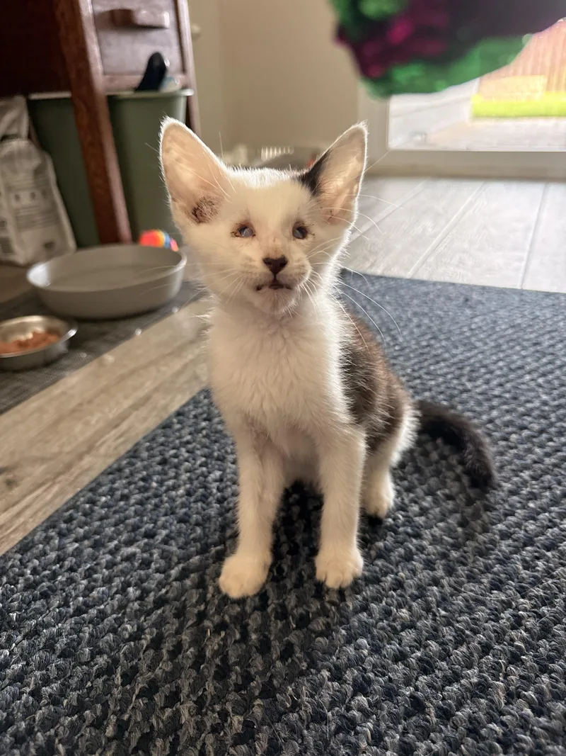 A baby medium-sized male Black & White / Tuxedo Domestic Short Hair cat named Scout for adoption in Saint Pete Beach, FL