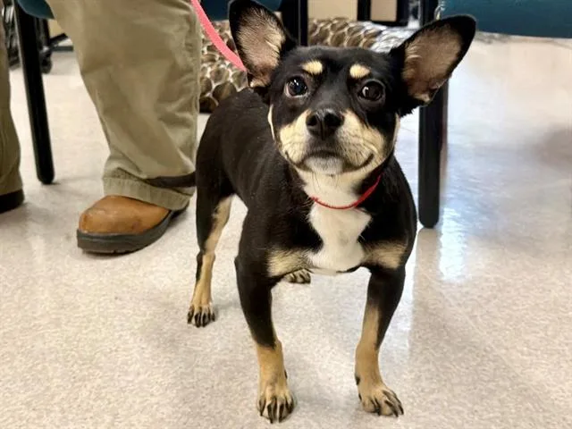A young small-sized male Chihuahua dog named Hans for adoption in Santa Rosa, CA