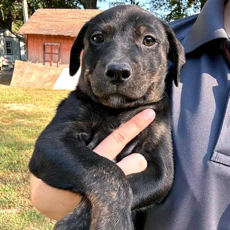 A baby medium-sized female Mixed Breed dog named Brynn for adoption in Clarksville, TN
